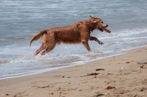 Imagem de cachorro correndo pela praia