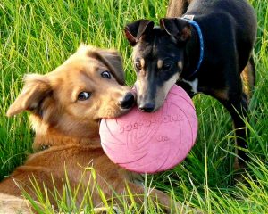 Imagem de cachorros brincando na grama