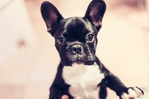 barcelona cachorro