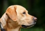Imagem de cachorro de pele clara