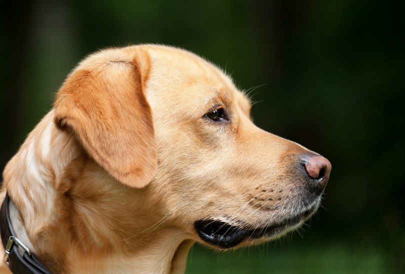 Imagem de cachorro de pele clara