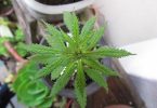 Imagem de planta de maconha