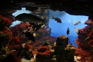 Conheça o Aquàrium Barcelona Conheça o Aquàrium Barcelona