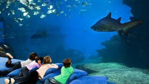 Dormir com os tubarões no Aquàrium Barcelona Dormir com os tubarões no Aquàrium Barcelona