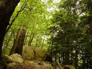 Imagem de um dos trechos do Parc Natural del Montseny