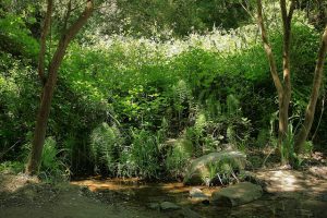 Sábado em contato com a natureza no Parc de Collserola