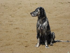 É preciso ter atenção aos melhores dias para levar cachorros às praias de Barcelona É preciso ter atenção aos melhores dias para levar cachorros às praias de Barcelona