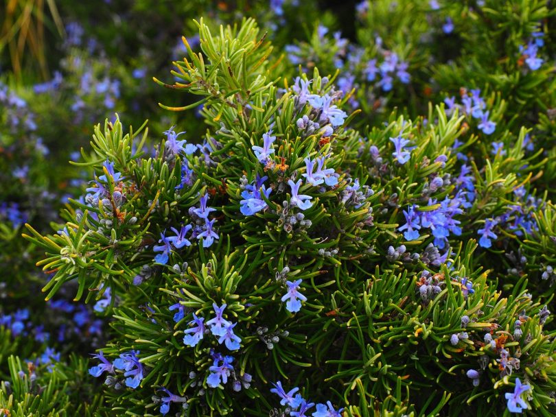 Imagem de flores e arbusto