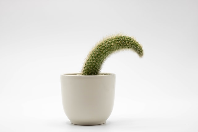 Planta Cactus