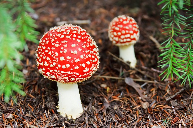 Zoom em cogumelo vermelho com pontos branquinhos