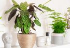 7 plantas de interior que enchem de vida o seu apartamento