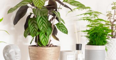 7 plantas de interior que enchem de vida o seu apartamento