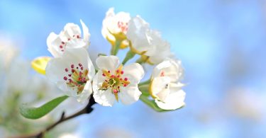 Imagem de flores com pétalas brancas