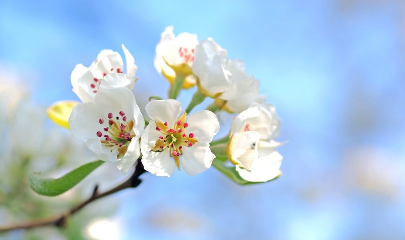 Imagem de flores com pétalas brancas