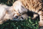 Imagem de cachorro e gato na grama