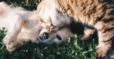 Imagem de cachorro e gato na grama